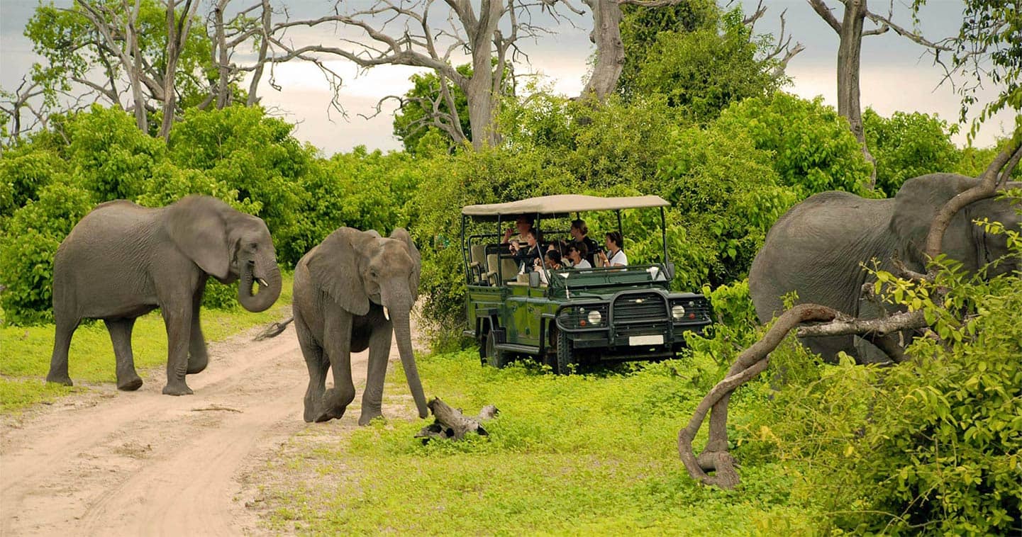 Elephants on a Chobe National Park safari game drive